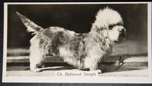 Dandie dinmont terrier show - ,