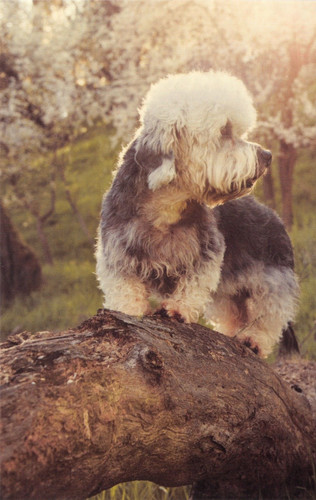 Dog postcard dandie dinmont - ,