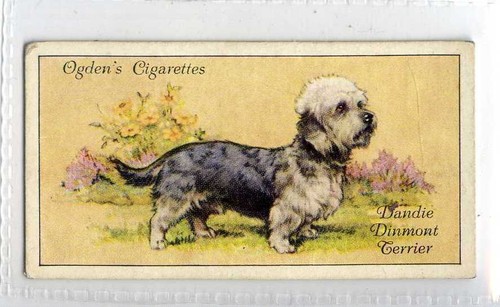 Ogdens dogs dandie - (je4193), ogdens,dogs,dandie