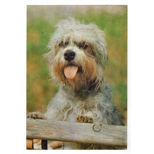 Cartolina cani - cartolina, /