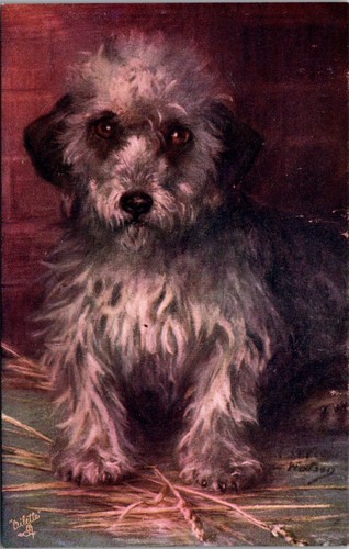 Dandie dinmont pet - pet, dogs