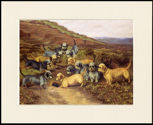 Dandie dinmont terrier dog art - terrier,