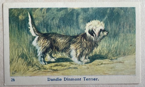 Razza cane dandie dinmont - razza,