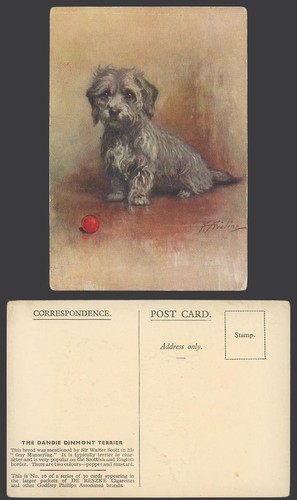 Dandie dinmont terrier dog - dandie,