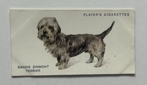 1931 player dogs - player’s, dandie