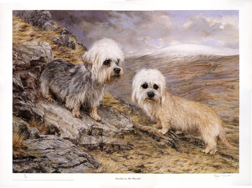 Dandie dinmont terrier ddt dog - ddt,