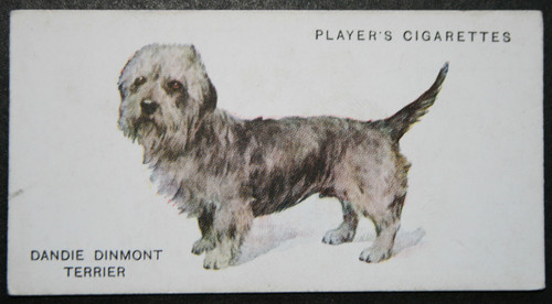 Dandie dinmont terrier - dandie,