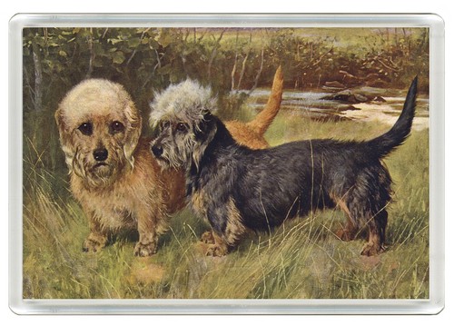 Dandie dinmont terrier dog - dandie,