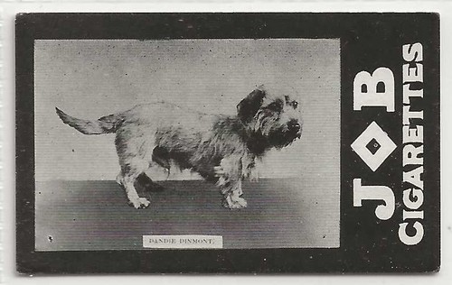 Societe job dogs - job-dogs, dandie