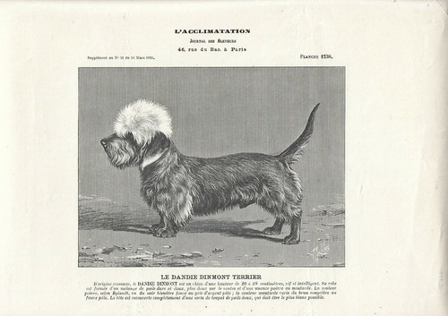 Stampa antica cane razza - antica,