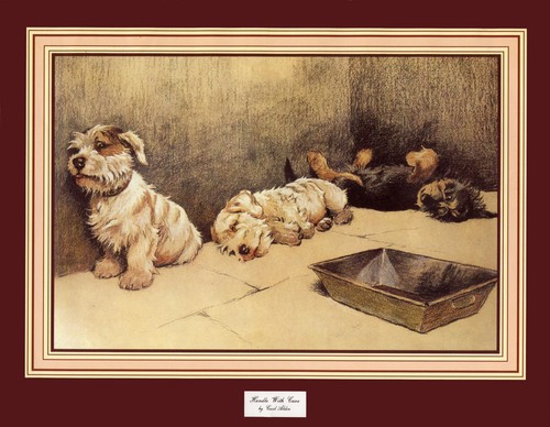 Sealyham dandie dinmont - sealyham, &