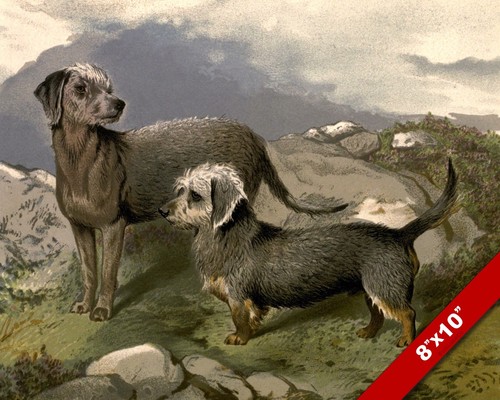 Bedlington dandie dinmont - &,