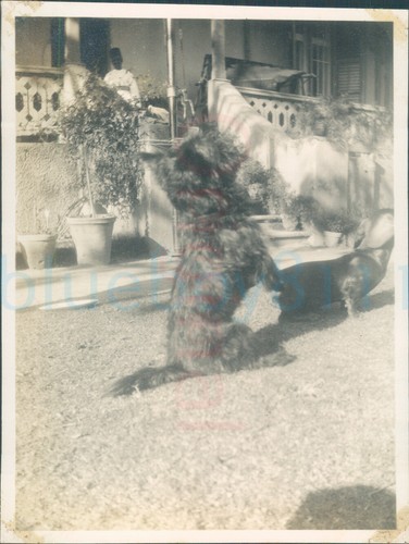 1927 egypt alexandria peel - egypt,
