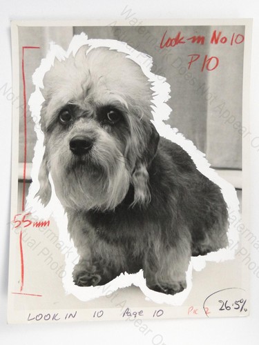 Dandie dinmont terrier - dandie,