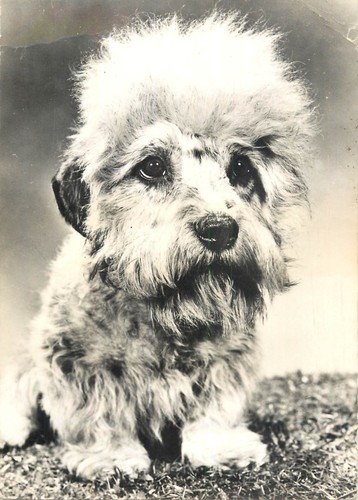B608 razza cane - , scozzese