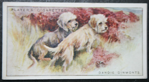 Dandie dinmont terrier - dandie,