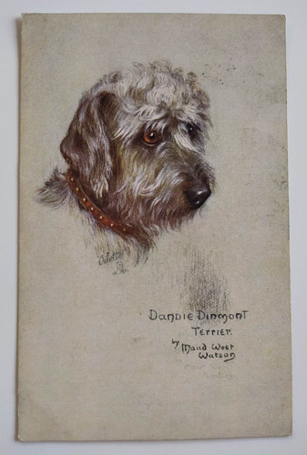 9953 cartolina cane dandie - cartolina,