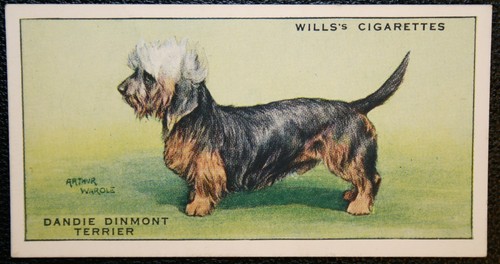 Dandie dinmont terrier - dinmont,