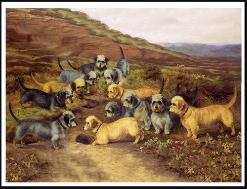 Dandie dinmont terrier - terrier, gruppo