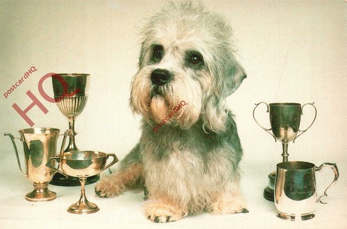 Picture postcard dog dandie - picture,