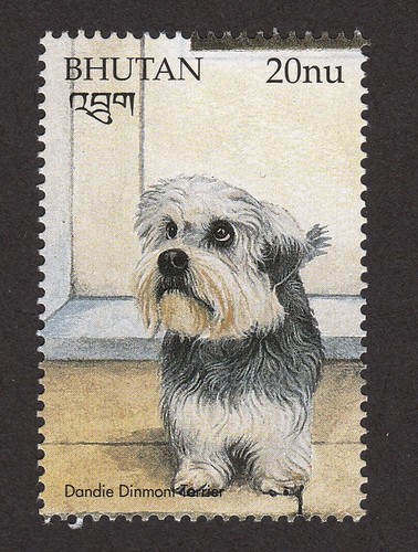 Dandie dinmont terrier - dandie,
