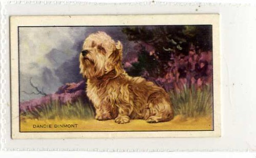 Gallaher dogs the - (js043-100), gallaher,dogs,the
