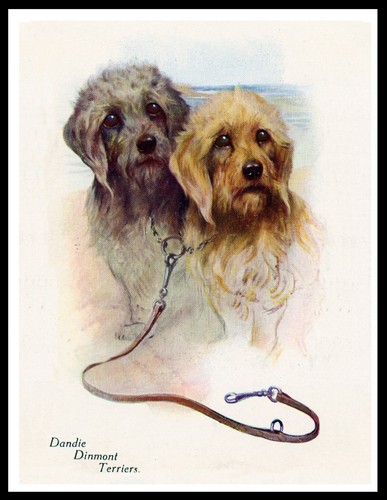 Dandie dinmont terrier cani - terrier,