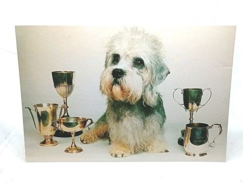 Dandie dinmont terrier - dandie,