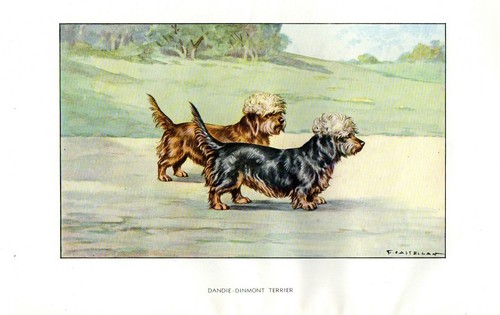 Stampa antica cane - stampa, dandie