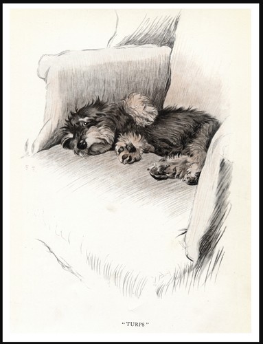 Dandie dinmont terrier - dandie,