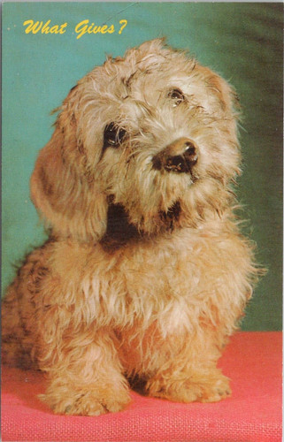 Foto dandie dinmont cane - dandie,