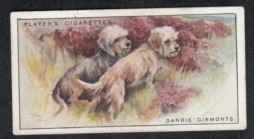 Dandie dinmonts cartolina - dandie,