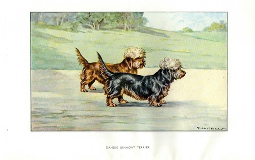 Incisione cane terrier - cane,
