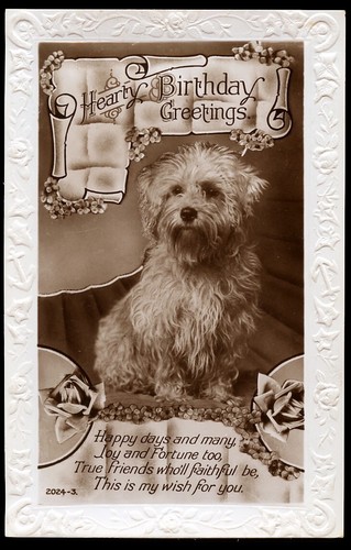 Dandie dinmont terrier dog - dandie,