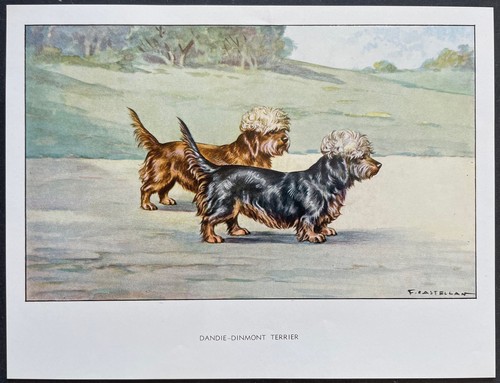 Dandie dinmont terrier - dandie-dinmont,