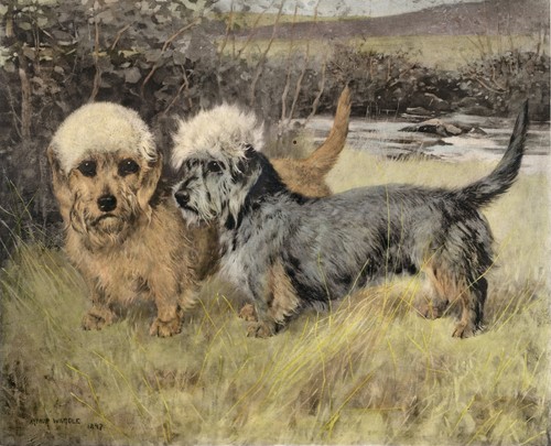 Dandie dinmont terrier dog - dinmont,