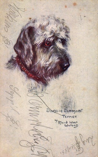 Cane dandie dinmont - cane,, terriers