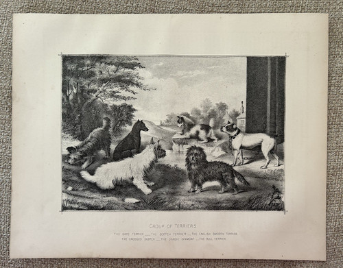 Gruppo terrier c1880 stampa - di,