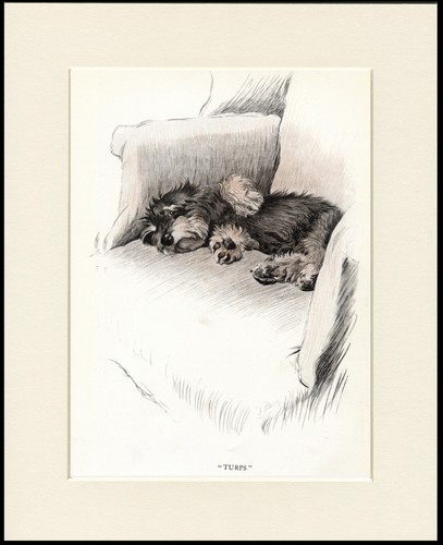 Dandie dinmont terrier dog - terrier,
