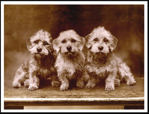 Dandie dinmont terrier cani - dinmont,
